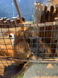 -酷嗒动物文化乐园(cutezoo西溪乐天城店)