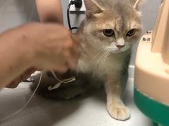 -伟伟宠物医院·CT影像中心·瑞派犬猫综合性门诊(汉口总院)