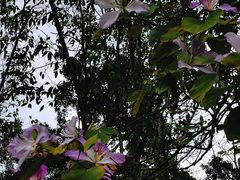 -莲花山公园