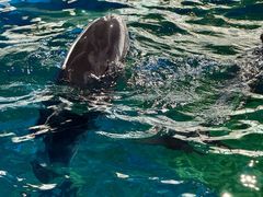 -海合安武汉极地海洋公园