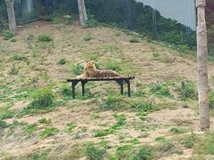 -大连森林动物园