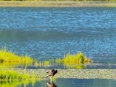 -腾冲北海湿地