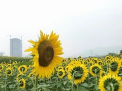 -光明小镇欢乐田园
