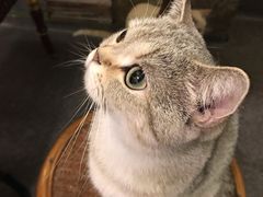 -猫色咖啡·猫咖