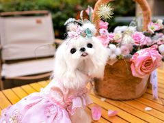 -萌宠之家·腊肠犬·马尔泰·小体犬舍