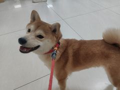 -美联众合动物医院·24h京西诊疗中心