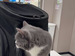 -瑞鹏宠物医院·超声·骨科·奇麟分院(蜀都万达店)