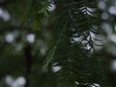 -四明山国家森林公园