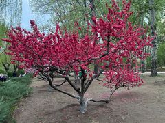 -元大都城垣遗址公园