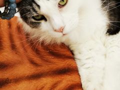 -喵园·猫主题咖啡厅·撸猫·猫咖(国贸店)