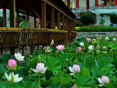 -灵山莲花公园-温泉度假区