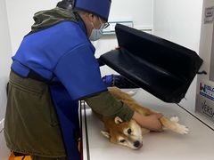 -美联众合动物医院·24h转诊中心