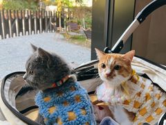 -J Create城市露营咖啡·简餐·宠物(上海动物园店)