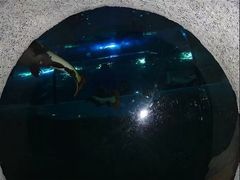 -苏州海洋馆