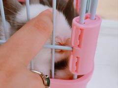 -1013 PET SHOP精品宠物商店(丁香店)