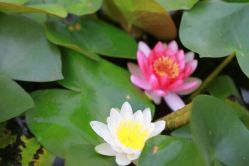 -上海交通大学医学院附属上海儿童医学中心(陆家嘴总院区)