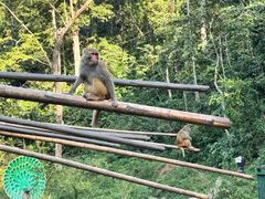 -西双版纳原始森林公园