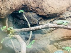 -广州长隆飞鸟乐园