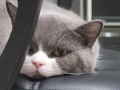 -瑞派名望24h动物医院异宠专科·猫专科·骨科·重症监护分院
