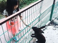 -上海佘山世茂艾美酒店