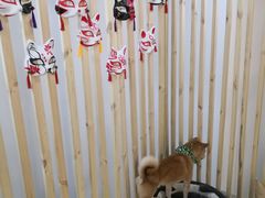 -柴迷FANS CLUB·柴犬狗咖·猫咖