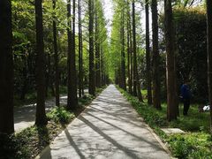 -上海滨江森林公园
