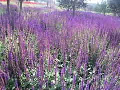 iphone_upload_pic-永定河休闲森林公园