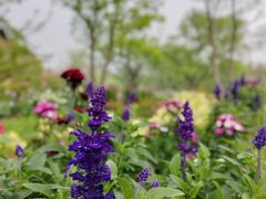 -上海共青森林公园