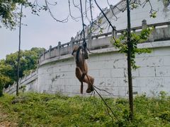 -苏州上方山国家森林公园