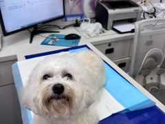 -博特宠物医院24h犬猫全科.骨科·异宠