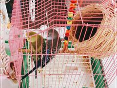 -马陆小张葡萄园农家乐