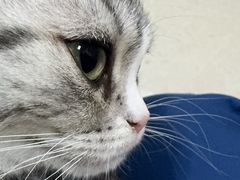 -瑞派福兴宠物医院犬猫全科·骨科·中西医结合(河东店)