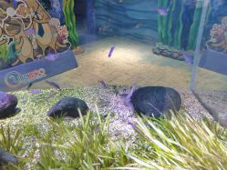 -酷嗒动物文化乐园(cutezoo西溪乐天城店)