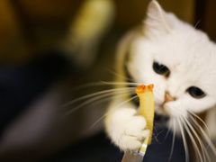-猫色咖啡·猫咖