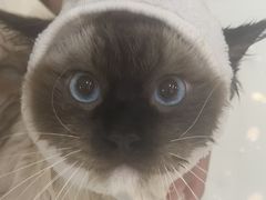 -momokira米努特·德文卷毛猫·棉花面纱犬
