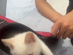 -中农国际动物医院24小时·猫科·骨科·急重症中心