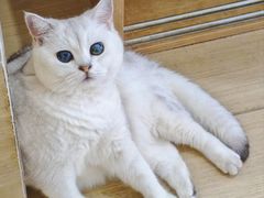 -是阿柴呀！柴犬咖啡·爱喵喵猫咖
