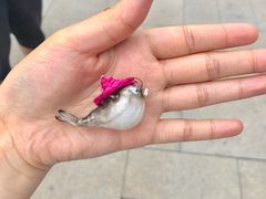 -肆月河豚·新淮扬(金融街店)