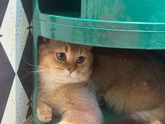 -大型宠物商超·宠海王国·宠物猫狗活体·用品·美容(新世界百货重庆店)