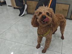 -安安宠医宠物医院·异宠·犬猫内科(岳阳分院)