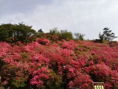 -木兰云雾山