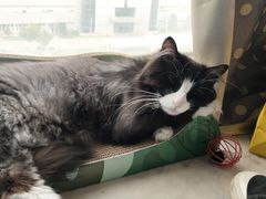 -喜多萌中农锦绣动物医院24H·猫科·牙科MRI·CT