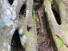 -西双版纳原始森林公园
