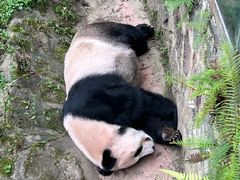 -都江堰中华大熊猫苑