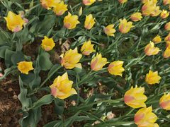 -洛阳郁金香牡丹园