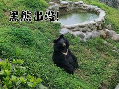 -都江堰中华大熊猫苑
