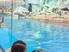 -帝企鹅自助餐厅•儿童岛•真企鹅(长隆企鹅酒店)