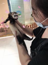 -Moni星球萌宠·小马宝莉·灵蛇·高端高阶全萌宠互动体验俱乐部(红豆国际广场店)
