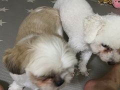 -帕帕拉兹宠物(亚洲旗舰店)