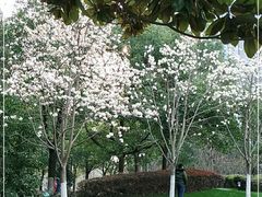 -星巴克(古美路店)